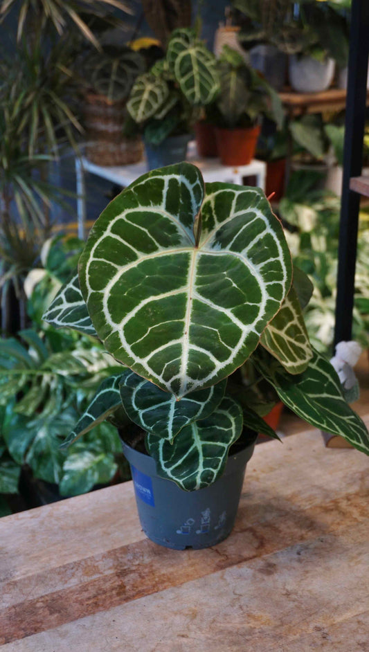 Anthurium Crystallinum Karma