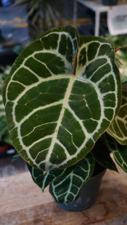 Anthurium Crystallinum Karma