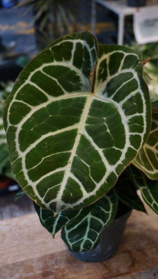 Anthurium Crystallinum Karma