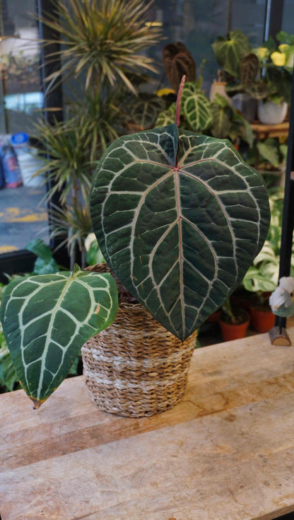 Anthurium Michelle doc block docblock studio plantes rares jungle jardinerie strasbourg rare plant shop online pflanzen