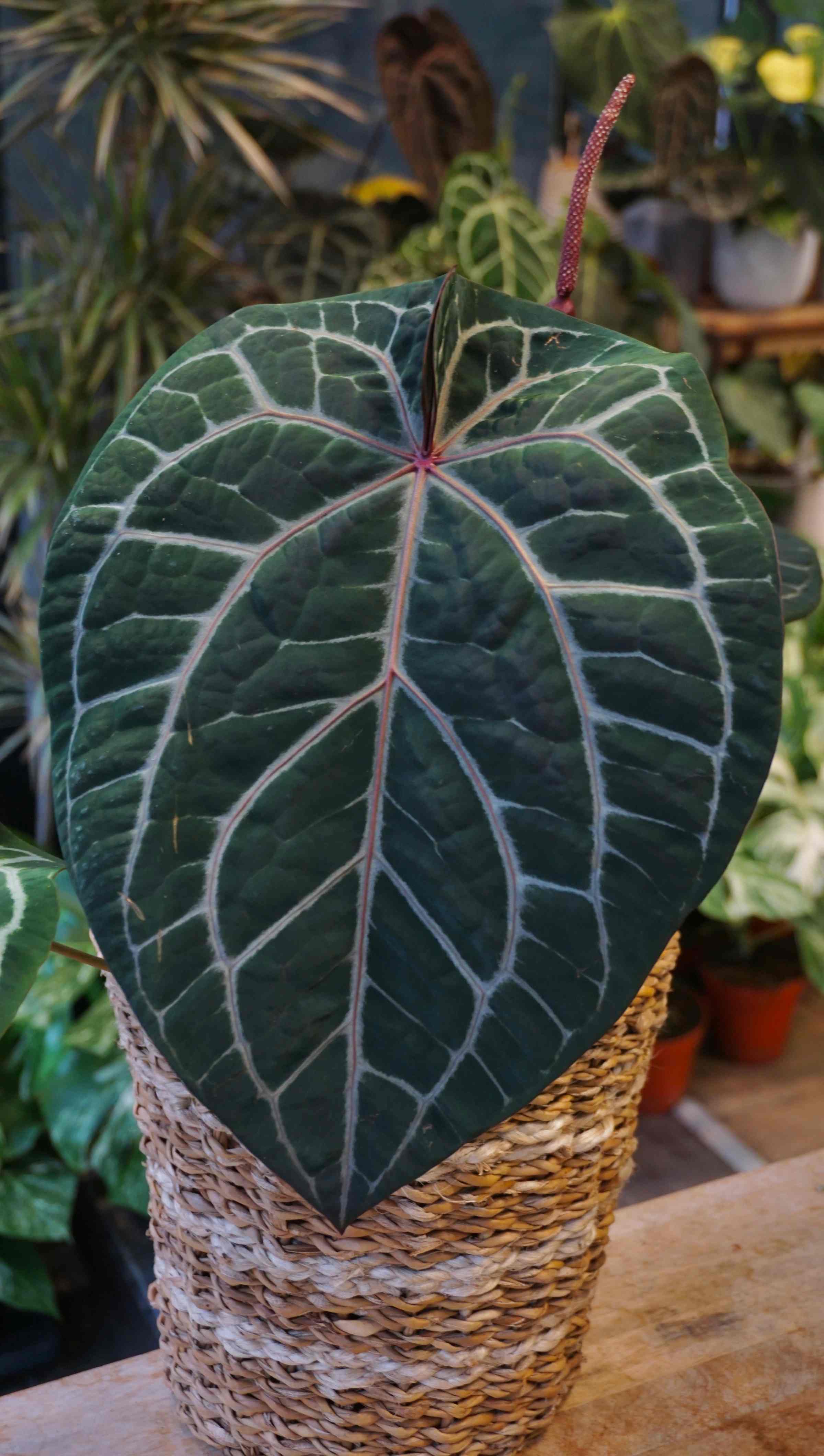 Anthurium Michelle DocBlock | Rare Indoor Plant | Plant Studio