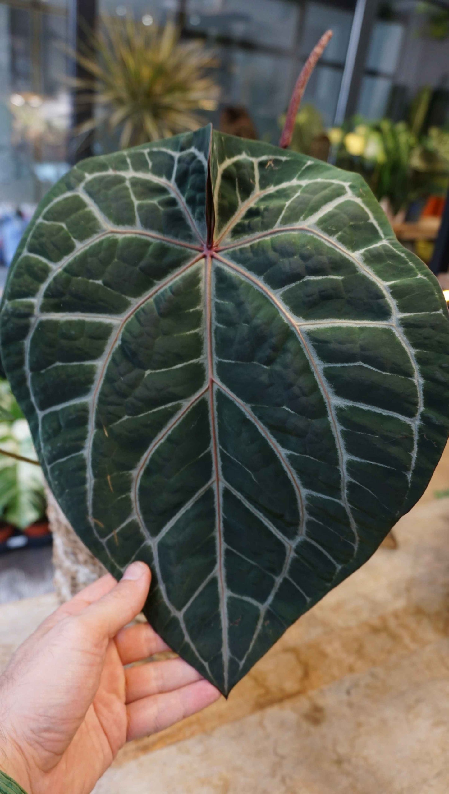 Anthurium Michelle doc block docblock studio plantes rares jungle jardinerie strasbourg rare plant shop online pflanzen