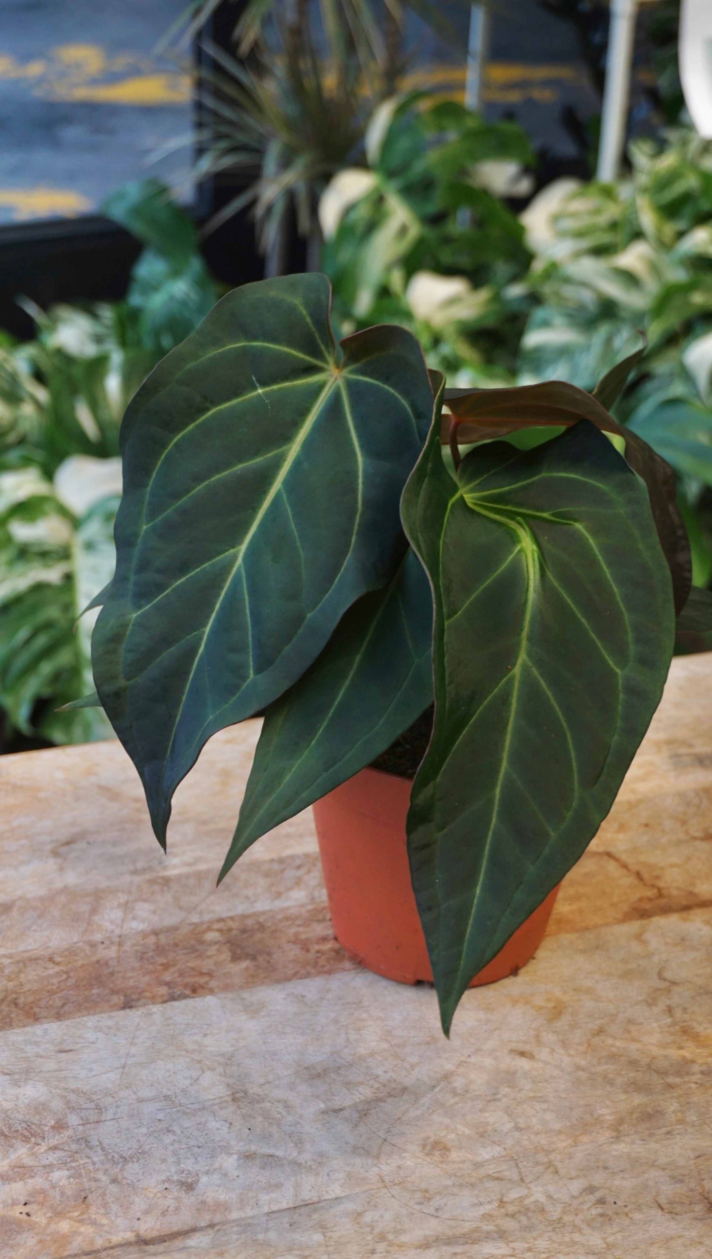 Anthurium Dark and Handsome x Black Widow studio plantes rares jungle jardinerie strasbourg rare plant shop online pflanzen