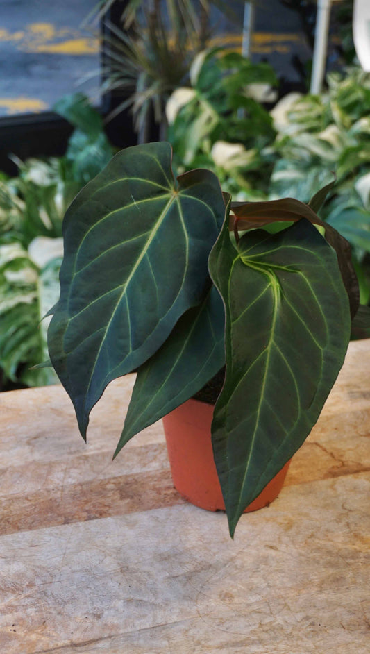 Anthurium Dark and Handsome x Black Widow studio plantes rares jungle jardinerie strasbourg rare plant shop online pflanzen