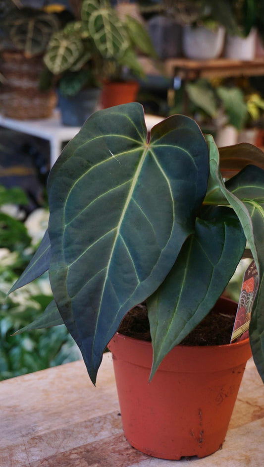 Anthurium Dark and Handsome x Black Widow studio plantes rares jungle jardinerie strasbourg rare plant shop online pflanzen