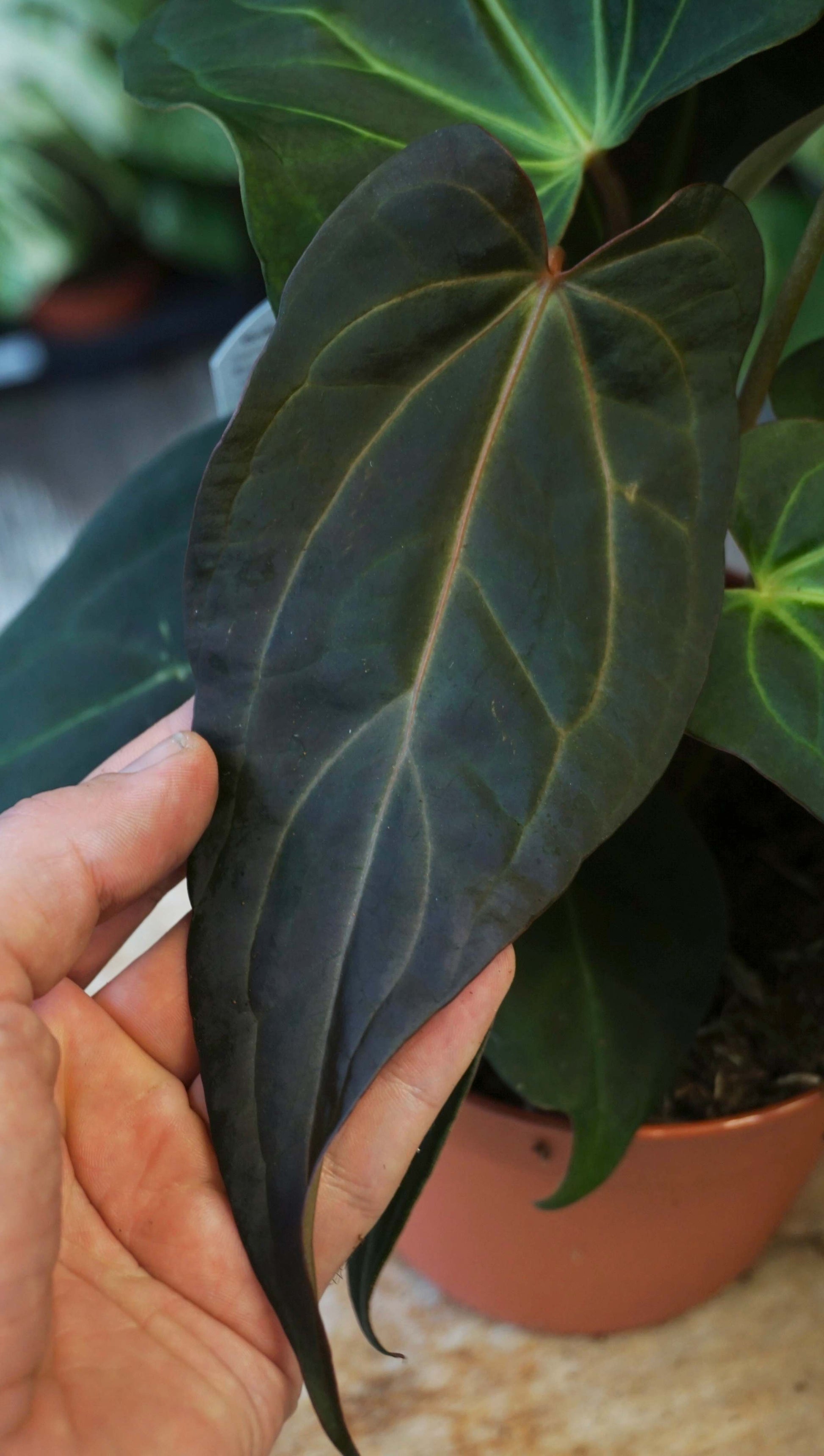 Anthurium Dark and Handsome x Black Widow studio plantes rares jungle jardinerie strasbourg rare plant shop online pflanzen