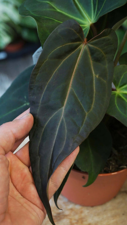 Anthurium Dark and Handsome x Black Widow studio plantes rares jungle jardinerie strasbourg rare plant shop online pflanzen