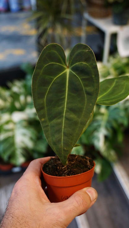 Anthurium Guna Yala studio plantes rares jungle jardinerie strasbourg rare plant shop online pflanzen