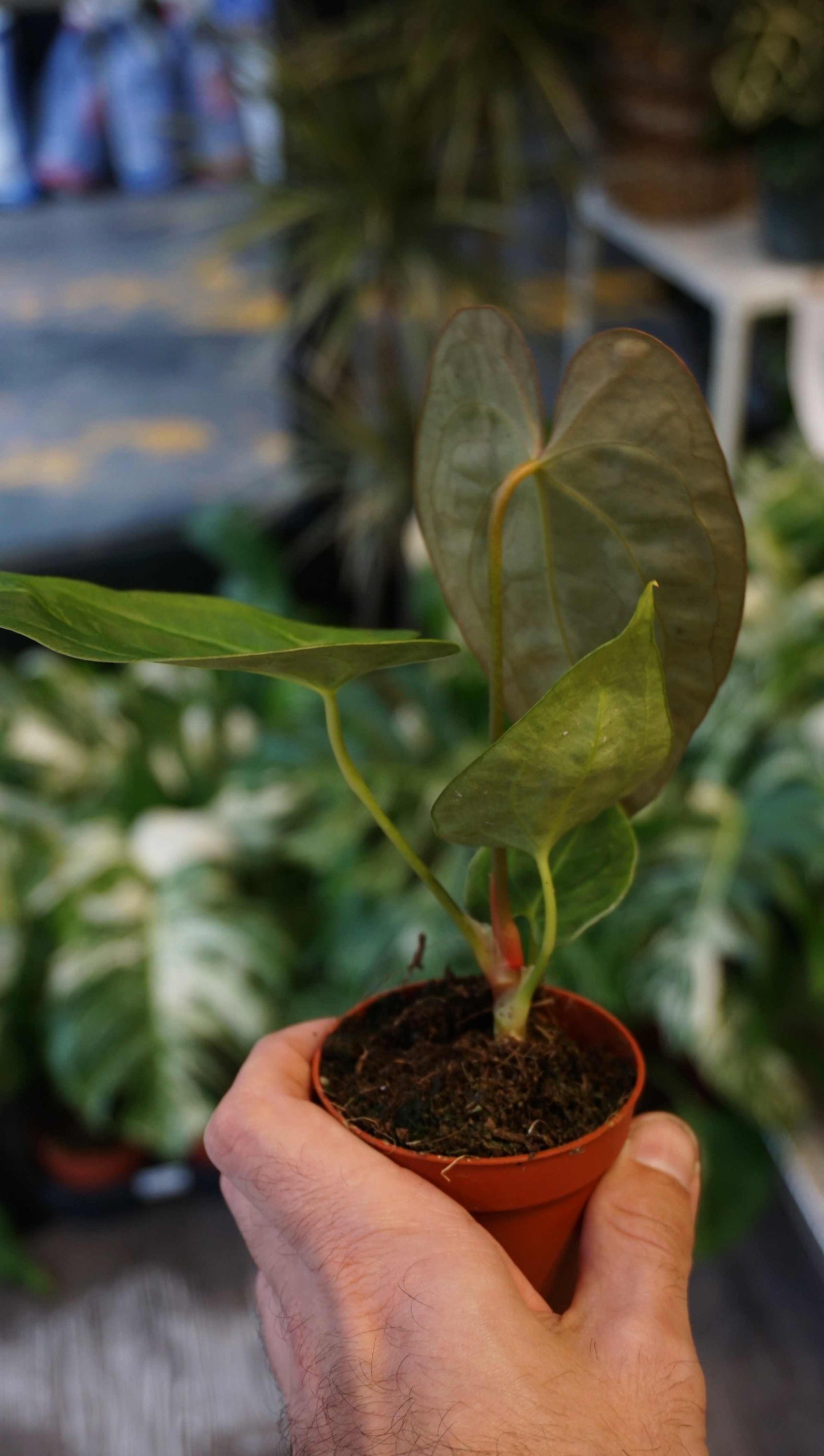 Anthurium Guna Yala studio plantes rares jungle jardinerie strasbourg rare plant shop online pflanzen