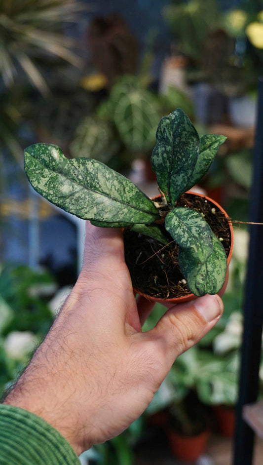 Hoya Crassipetiolata Splash