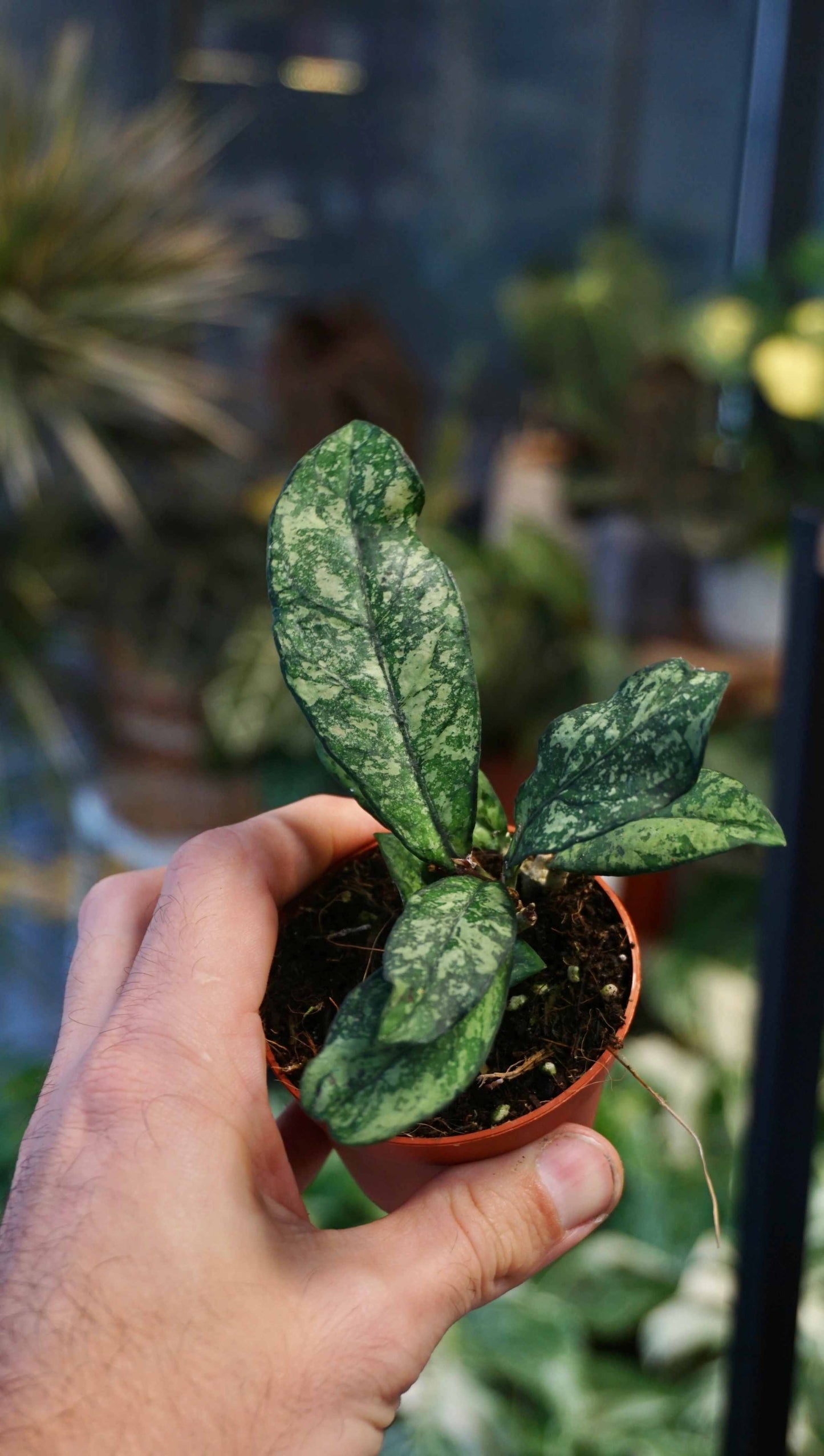 Hoya Crassipetiolata Splash