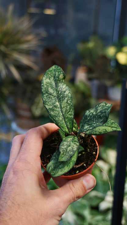 Hoya Crassipetiolata Splash