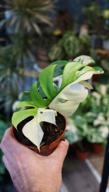 Rhaphidophora Tetrasperma Variegata monstera minima studio plantes rares jungle jardinerie strasbourg rare plant shop online pflanzen