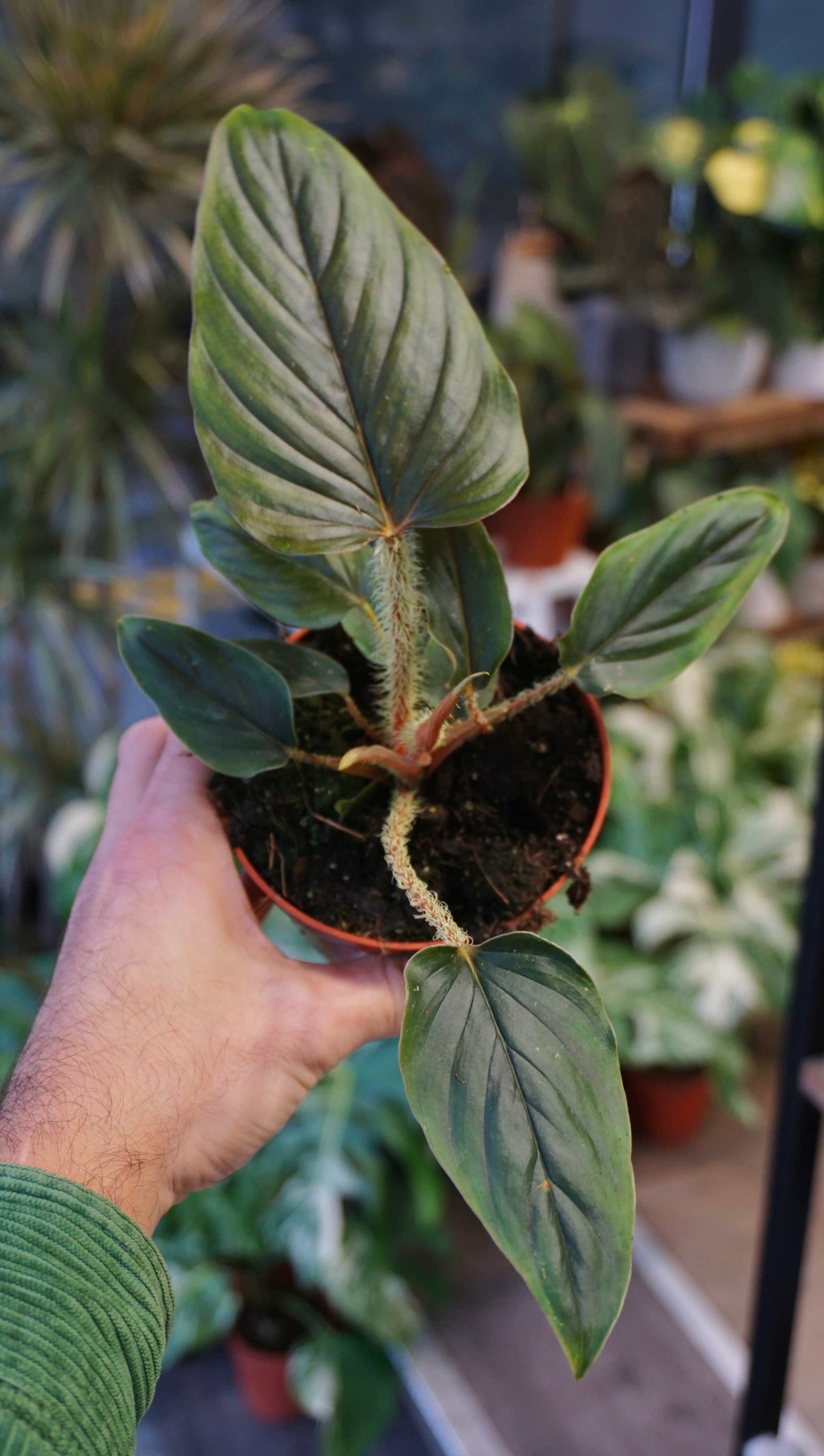 Philodendron Serpens