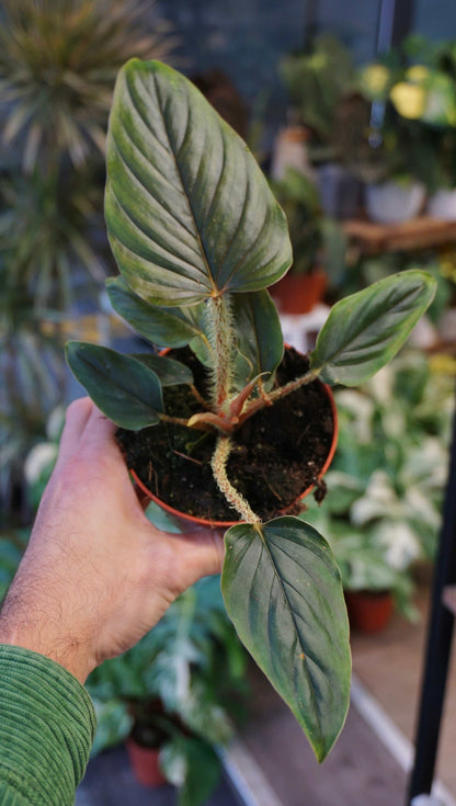 Philodendron Serpens