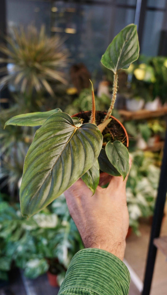 Philodendron Serpens
