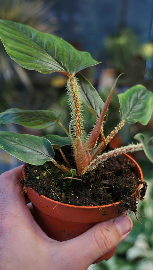 Philodendron Serpens