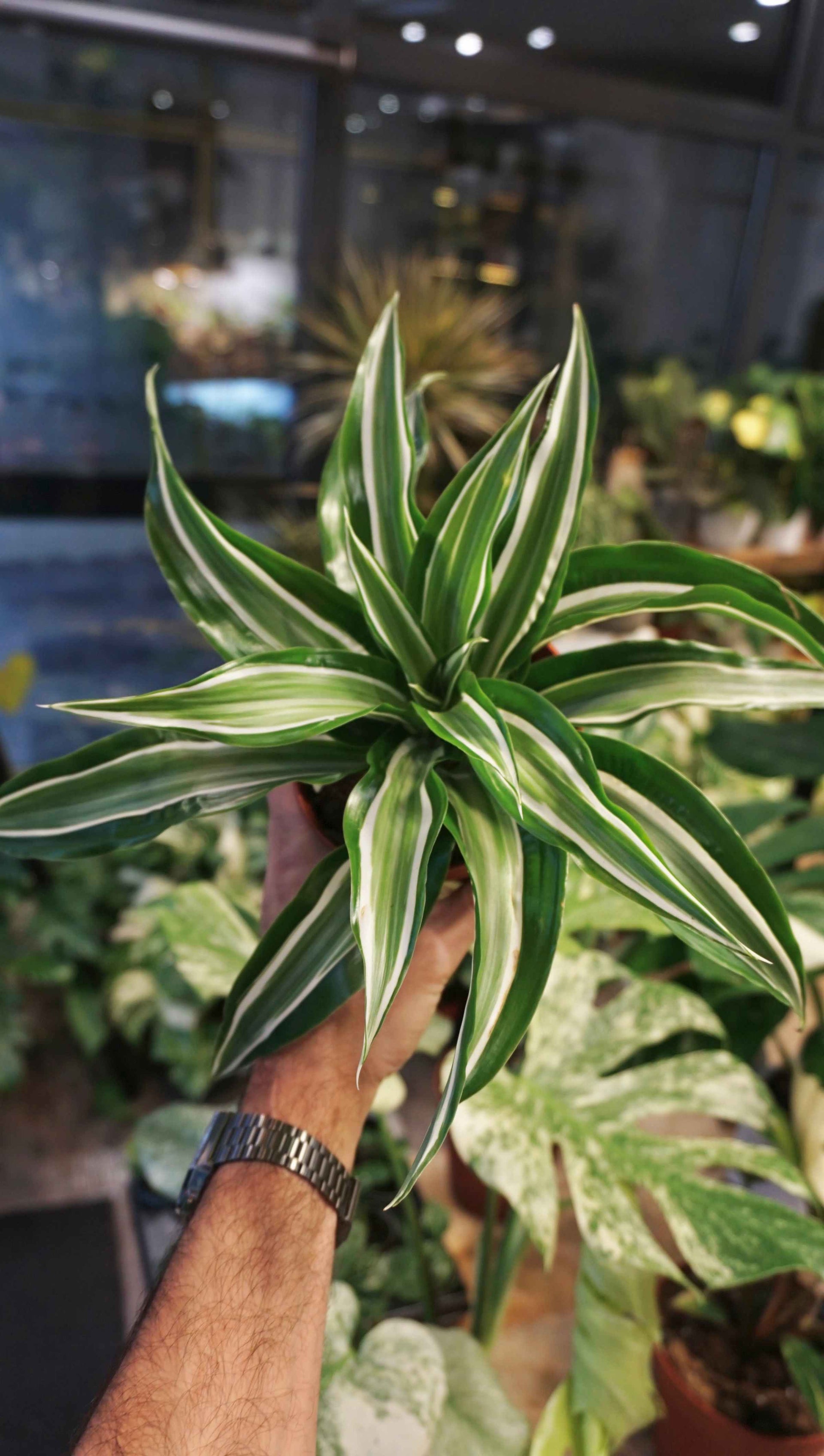 dracaena kanzi Dracaena Kanzi - Plant Studio
