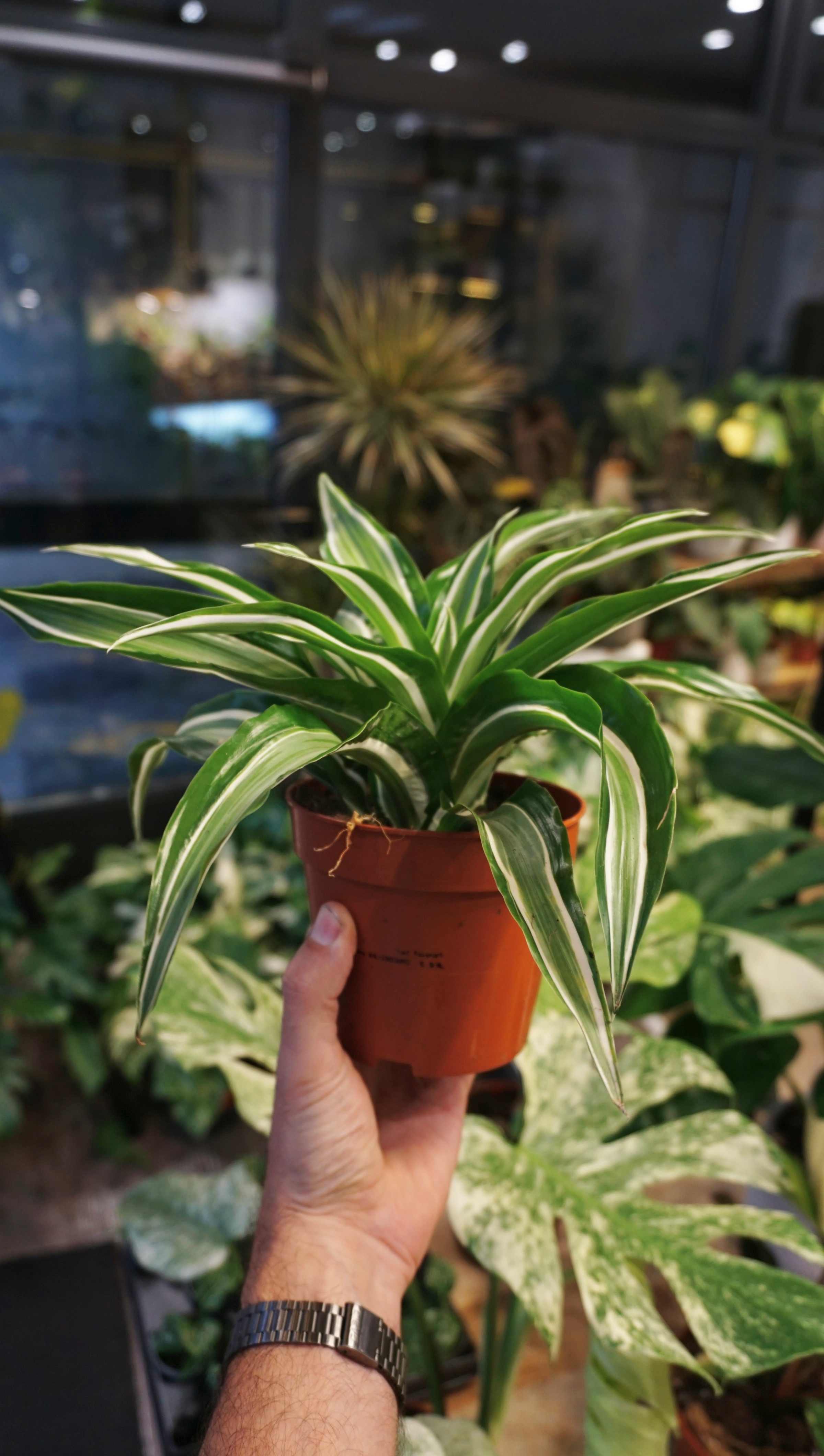 Dracaena Kanzi - Plant Studio