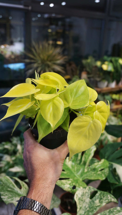 Philodendron Scadens Lime studio plantes rares jungle jardinerie strasbourg rare plant shop online pflanzen