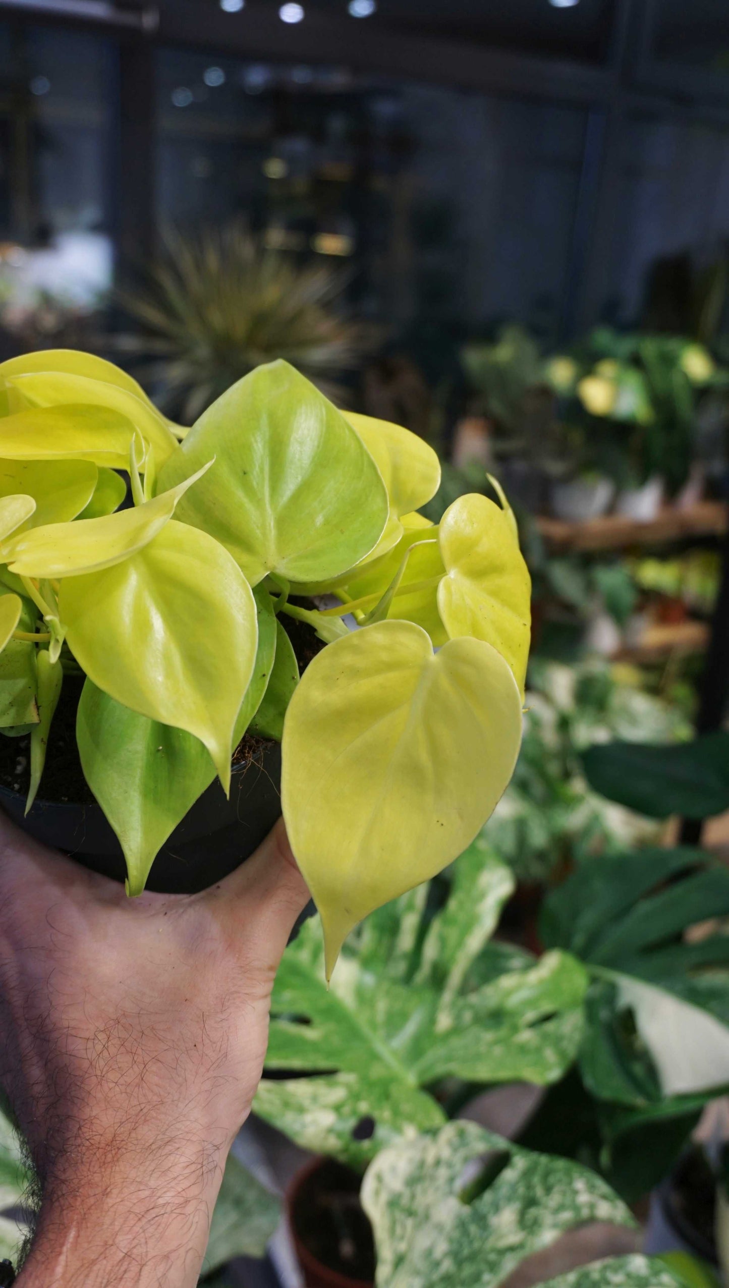 Philodendron Scadens Lime studio plantes rares jungle jardinerie strasbourg rare plant shop online pflanzen