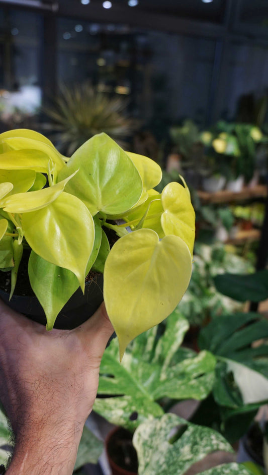 Philodendron Scadens Lime studio plantes rares jungle jardinerie strasbourg rare plant shop online pflanzen