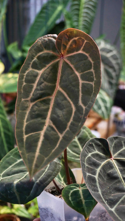 Anthurium Michelle Hot Pink x Red Velvet Cake by DocBlock ® n.2