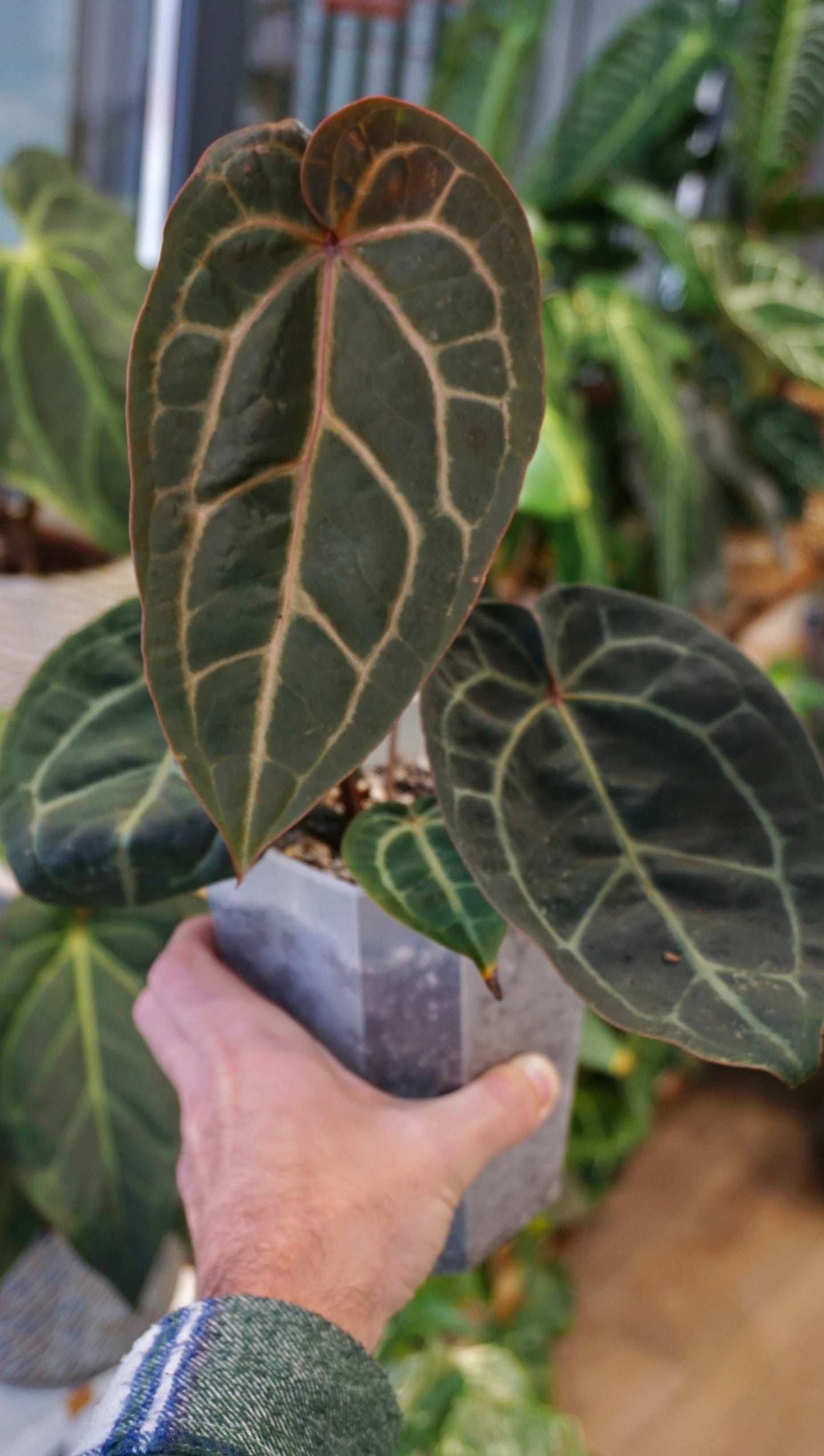 Anthurium Michelle Hot Pink x Red Velvet Cake by DocBlock ® n.2