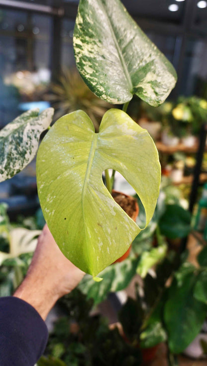 Monstera White Monster (baby)