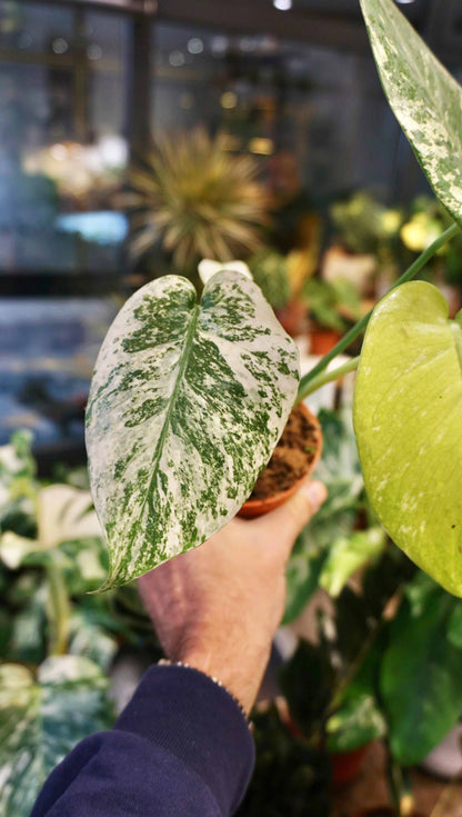 Monstera White Monster (baby)