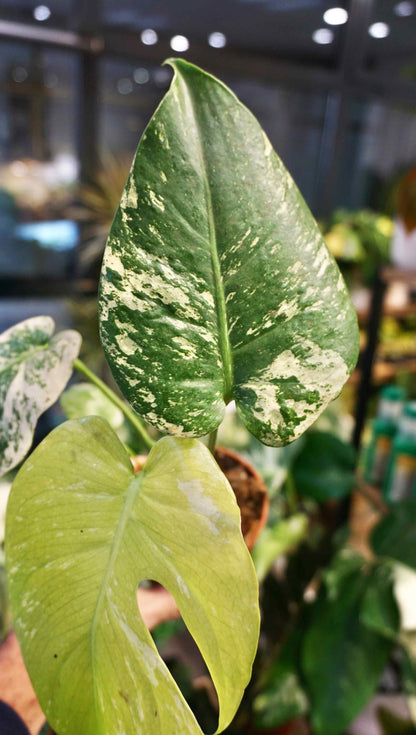 Monstera White Monster (baby)