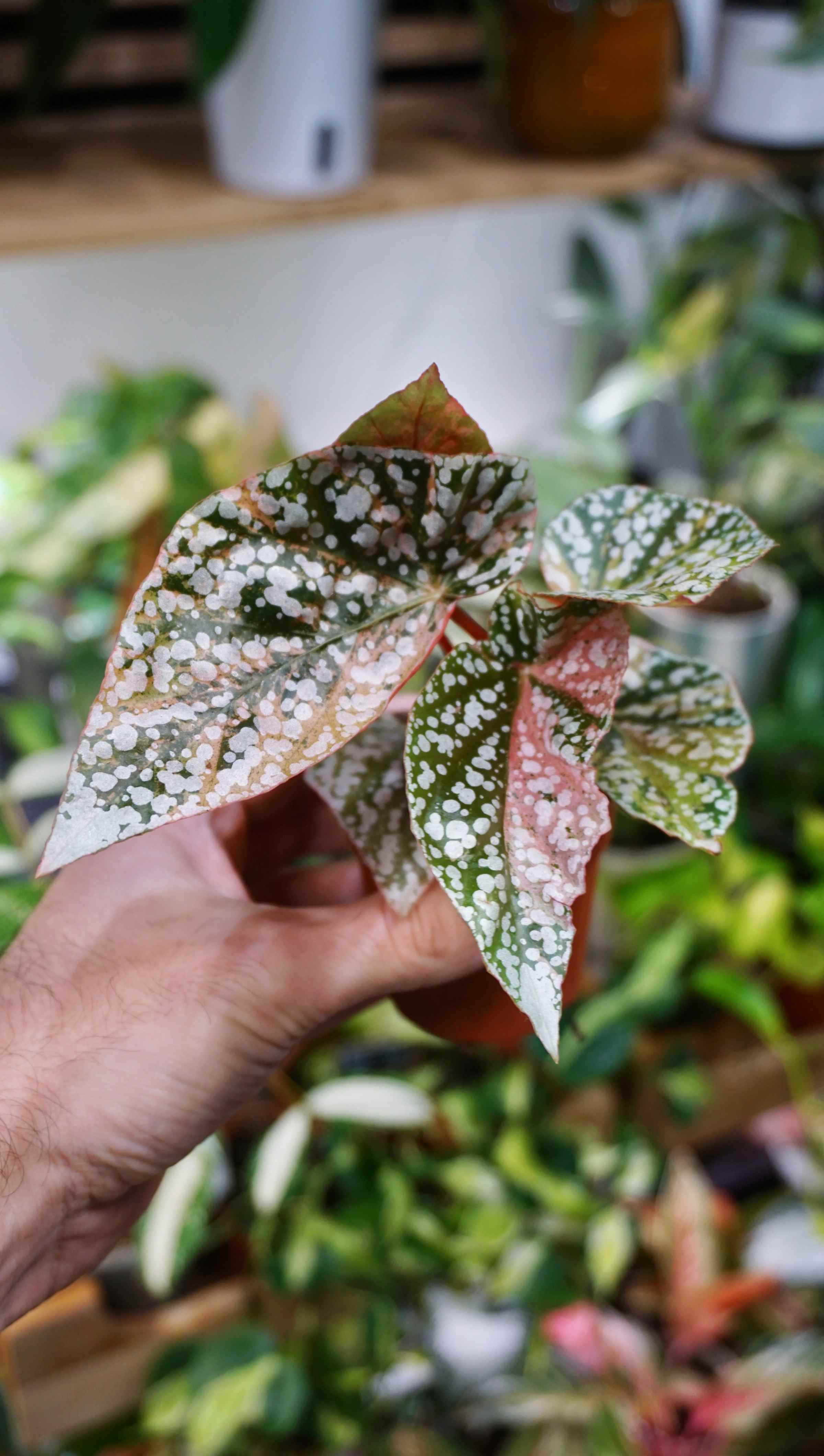 Begonia Snow capped Variegata | Rare plant | Studio Plants