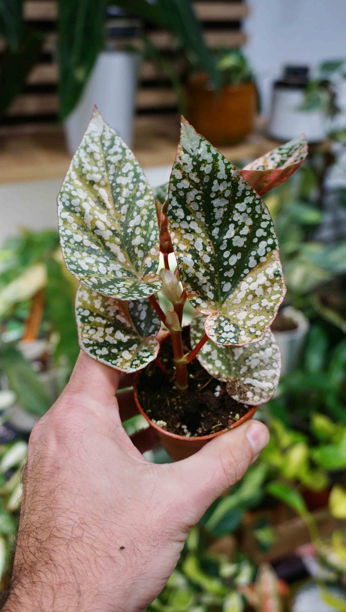 begonia snowcap snow capped variegata pink studio plantes rares jungle jardinerie strasbourg magasin boutique store rare plant shop online pflanzen
