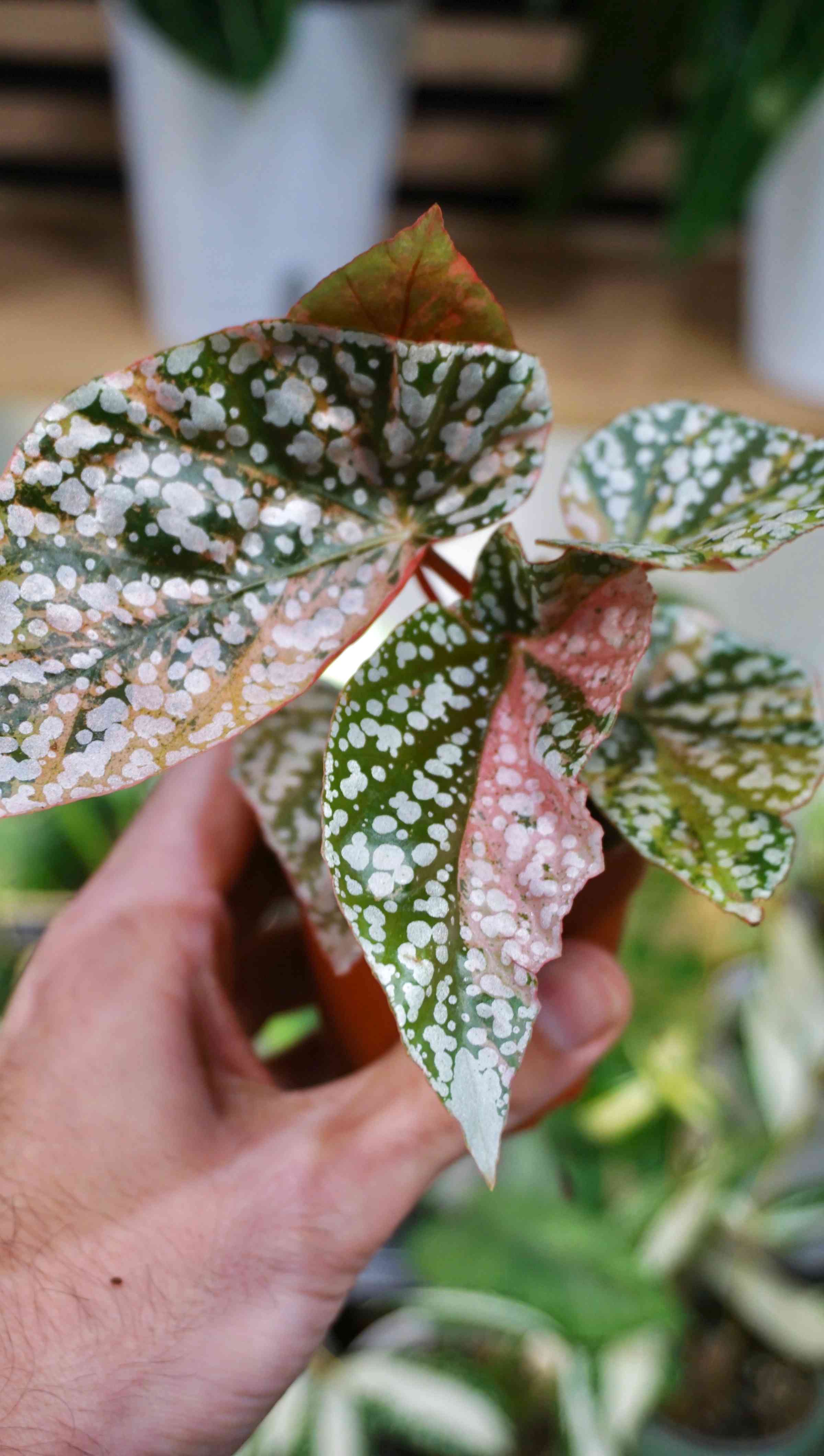 Begonia Snow capped Variegata | Rare plant | Studio Plants
