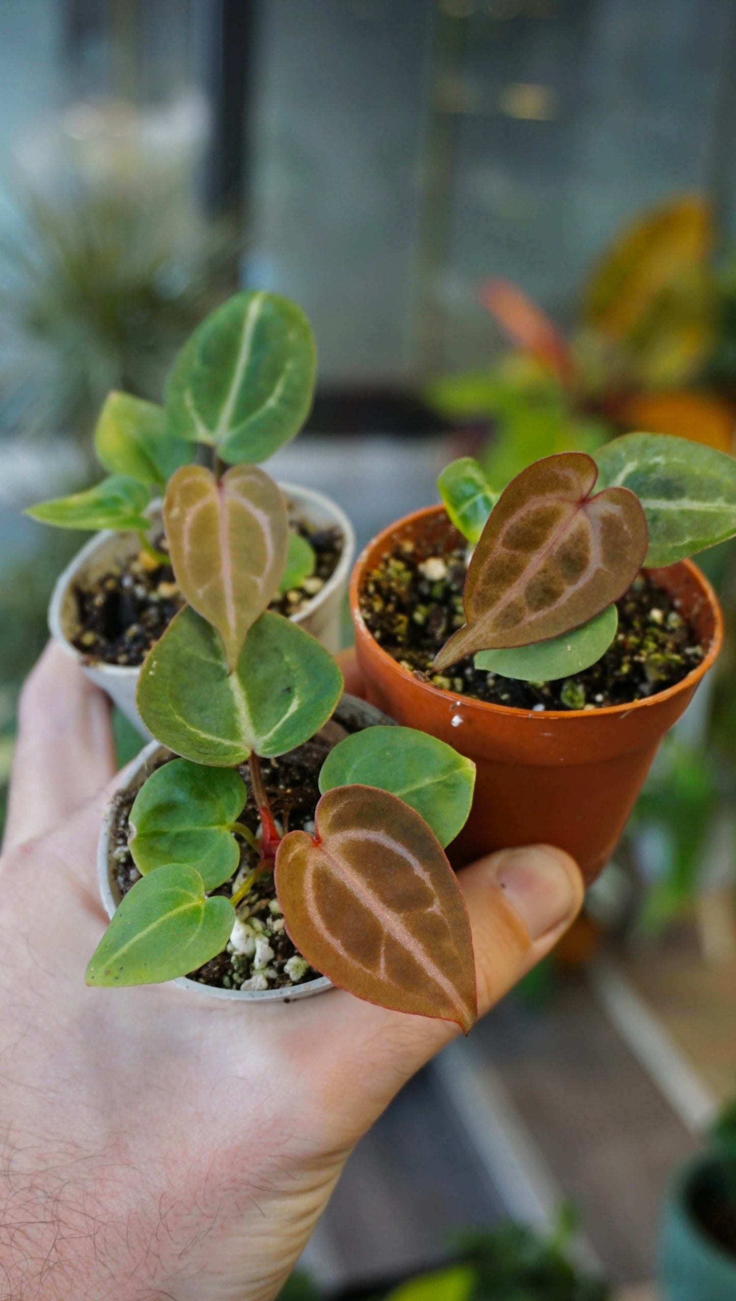 Anthurium Bellevue batch studio plantes rares jungle jardinerie strasbourg rare plant shop online pflanzen