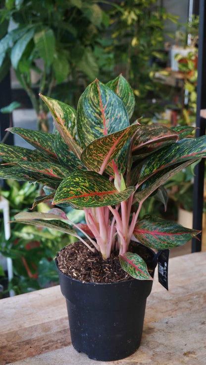 Aglaonema Pepper Bells studio plantes rares jungle jardinerie strasbourg rare plant shop online pflanzen