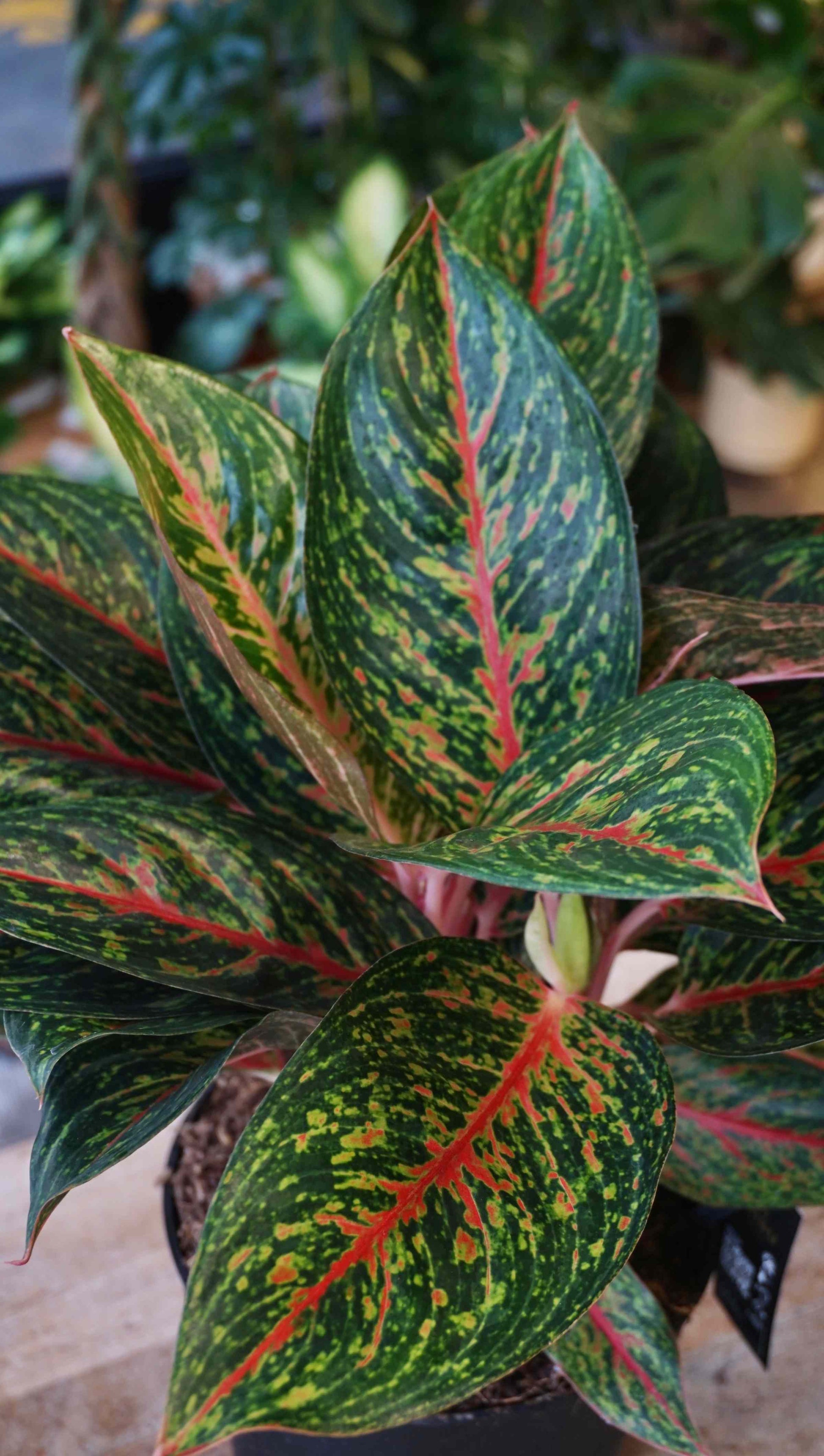 Aglaonema Pepper Bells studio plantes rares jungle jardinerie strasbourg rare plant shop online pflanzen