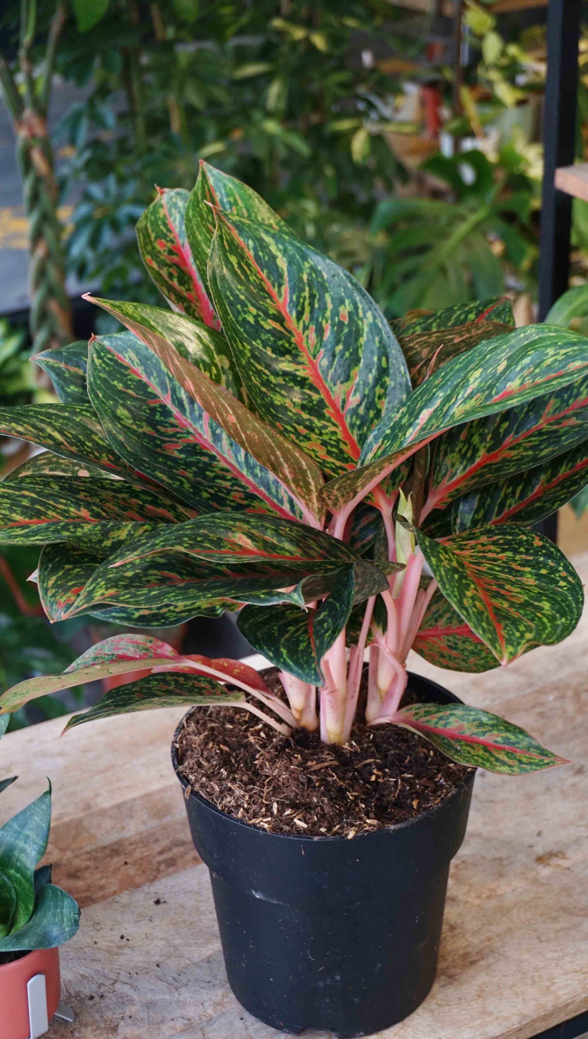 Aglaonema Pepper Bells studio plantes rares jungle jardinerie strasbourg rare plant shop online pflanzen