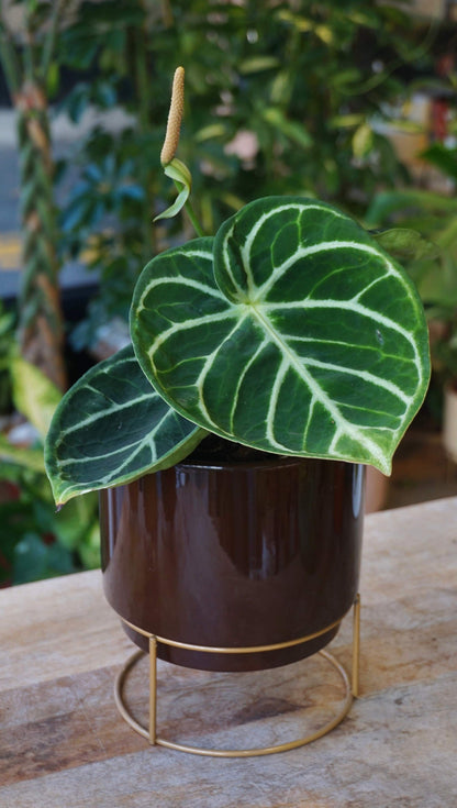 Anthurium Dorayaki indo form studio plantes rares jungle jardinerie strasbourg rare plant shop online pflanzen