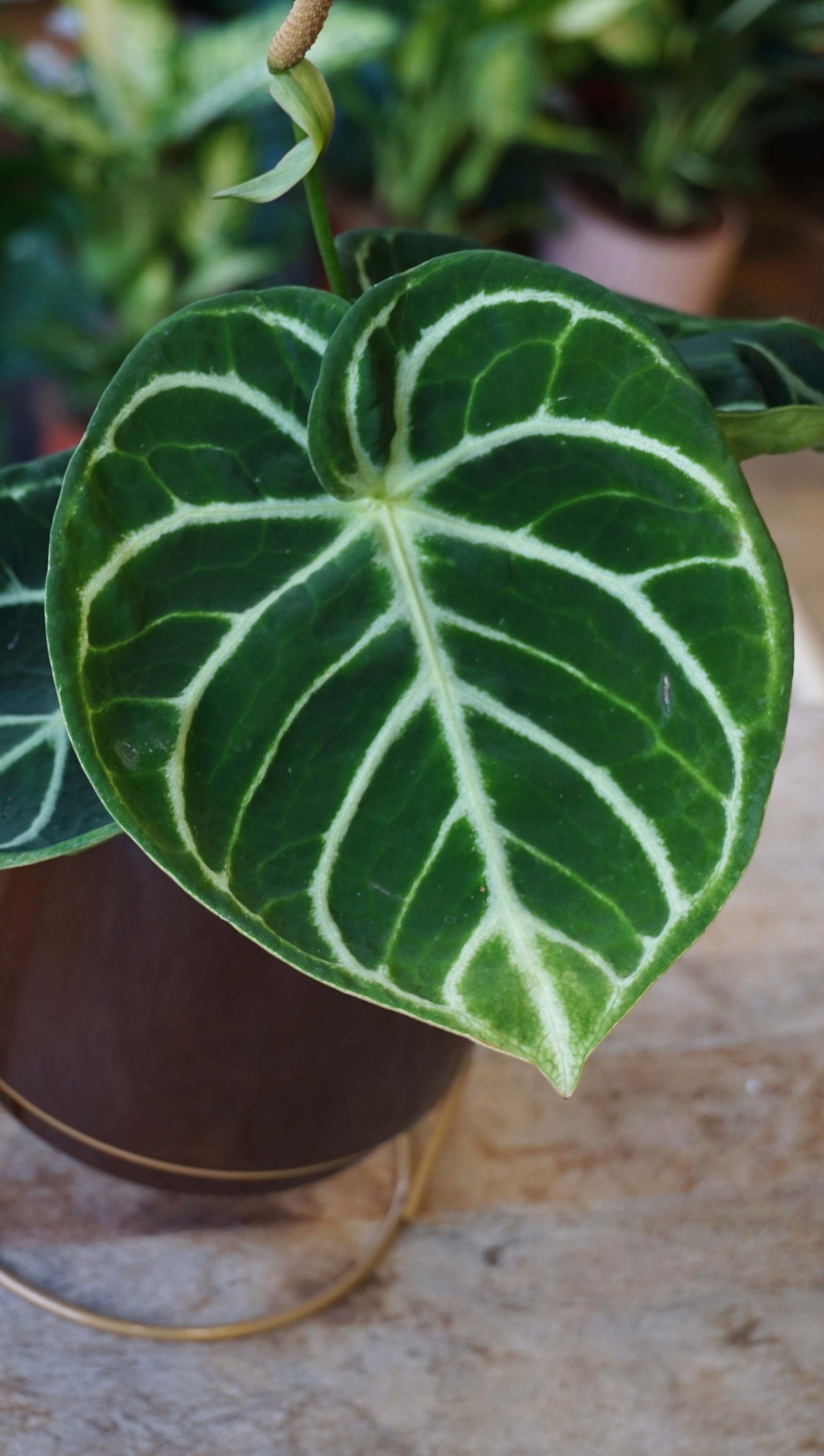 Anthurium Dorayaki indo form studio plantes rares jungle jardinerie strasbourg rare plant shop online pflanzen