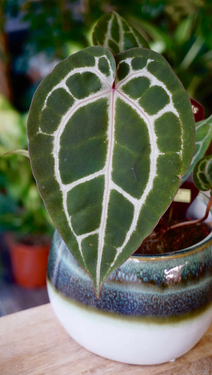 Anthurium Michelle studio plantes rares jungle jardinerie strasbourg rare plant shop online pflanzen