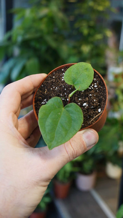 Anthurium ace of spades x dressleri studio plantes rares jungle jardinerie strasbourg rare plant shop online pflanzen