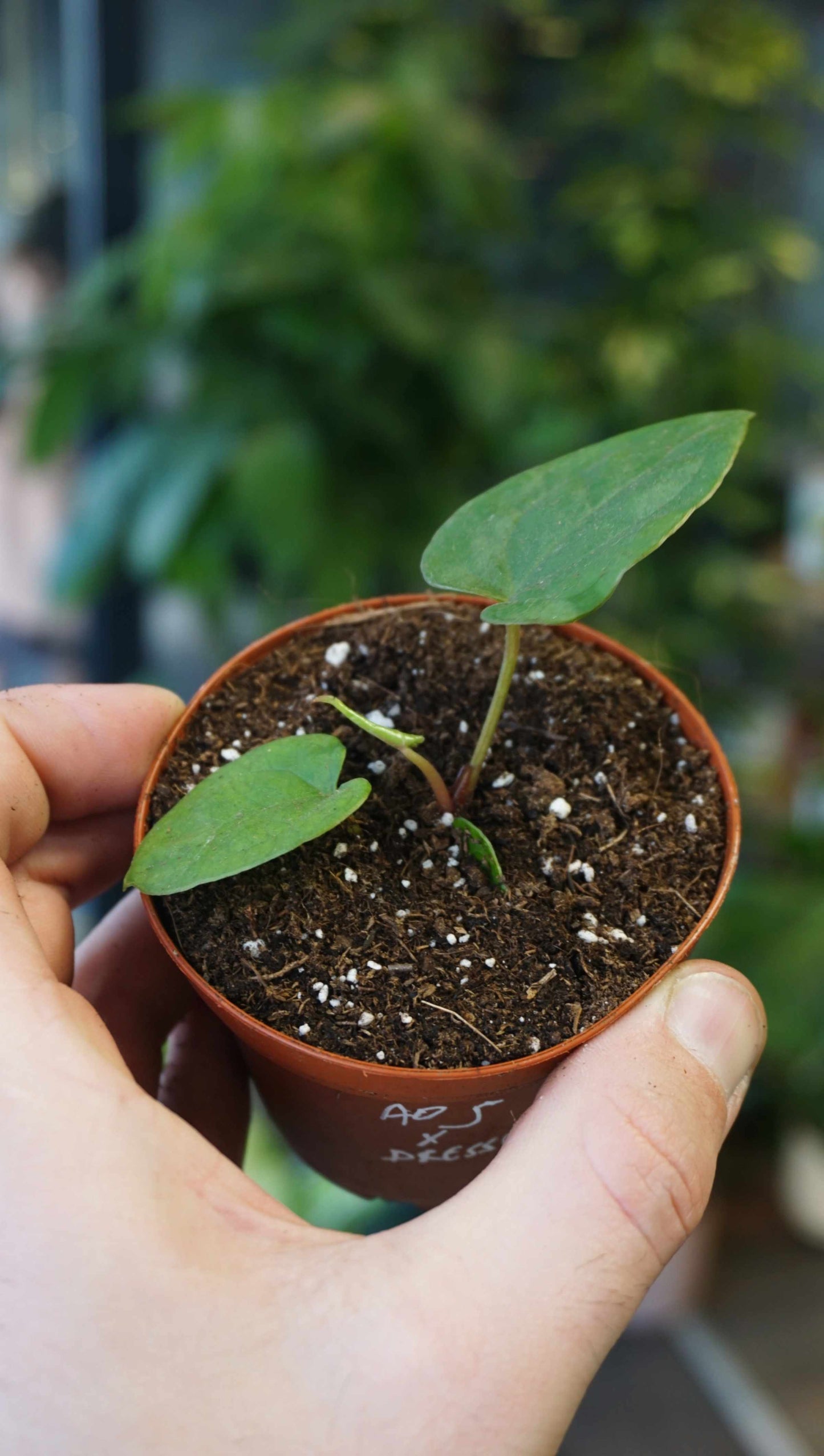 Anthurium ace of spades x dressleri studio plantes rares jungle jardinerie strasbourg rare plant shop online pflanzen