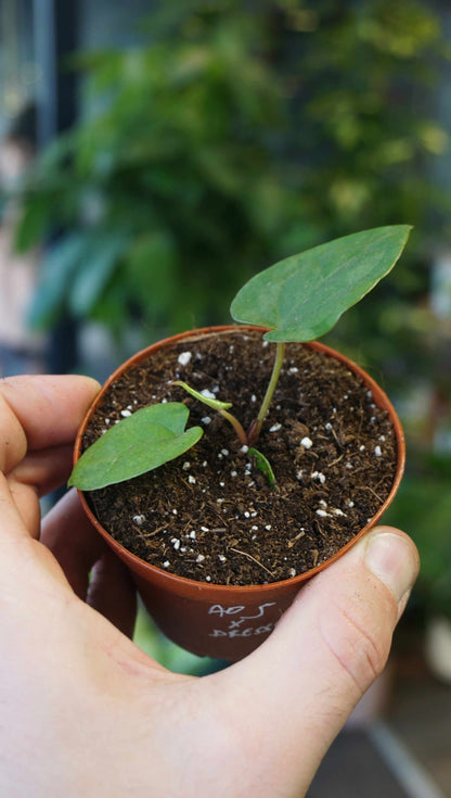 Anthurium ace of spades x dressleri studio plantes rares jungle jardinerie strasbourg rare plant shop online pflanzen