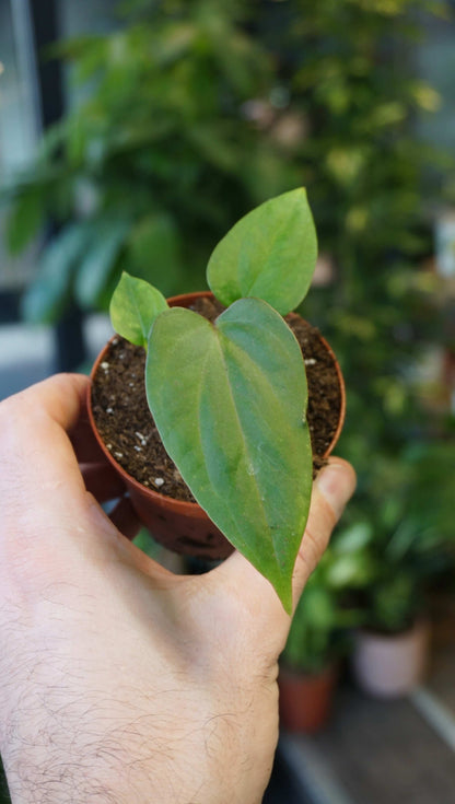 Anthurium Nigrolaminum Gigi x Papillilaminum studio plantes rares jungle jardinerie strasbourg rare plant shop online pflanzen