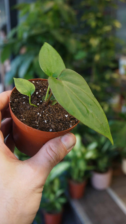 Anthurium Nigrolaminum Gigi x Papillilaminum studio plantes rares jungle jardinerie strasbourg rare plant shop online pflanzen