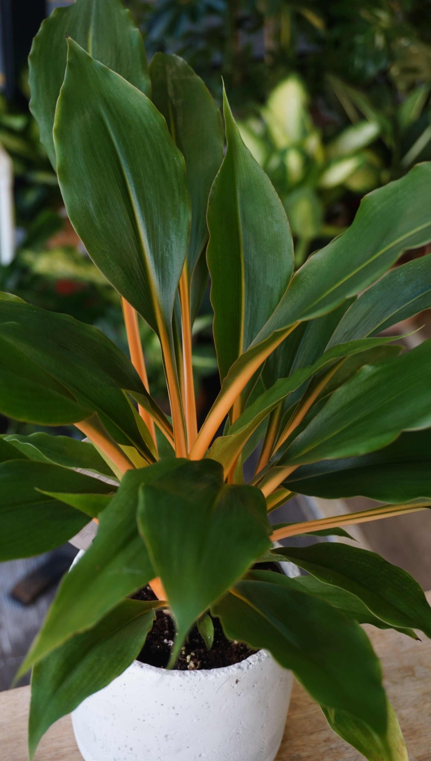 Chlorophytum Green Orange studio plantes rares jungle jardinerie strasbourg rare plant shop online pflanzen leaf zoom