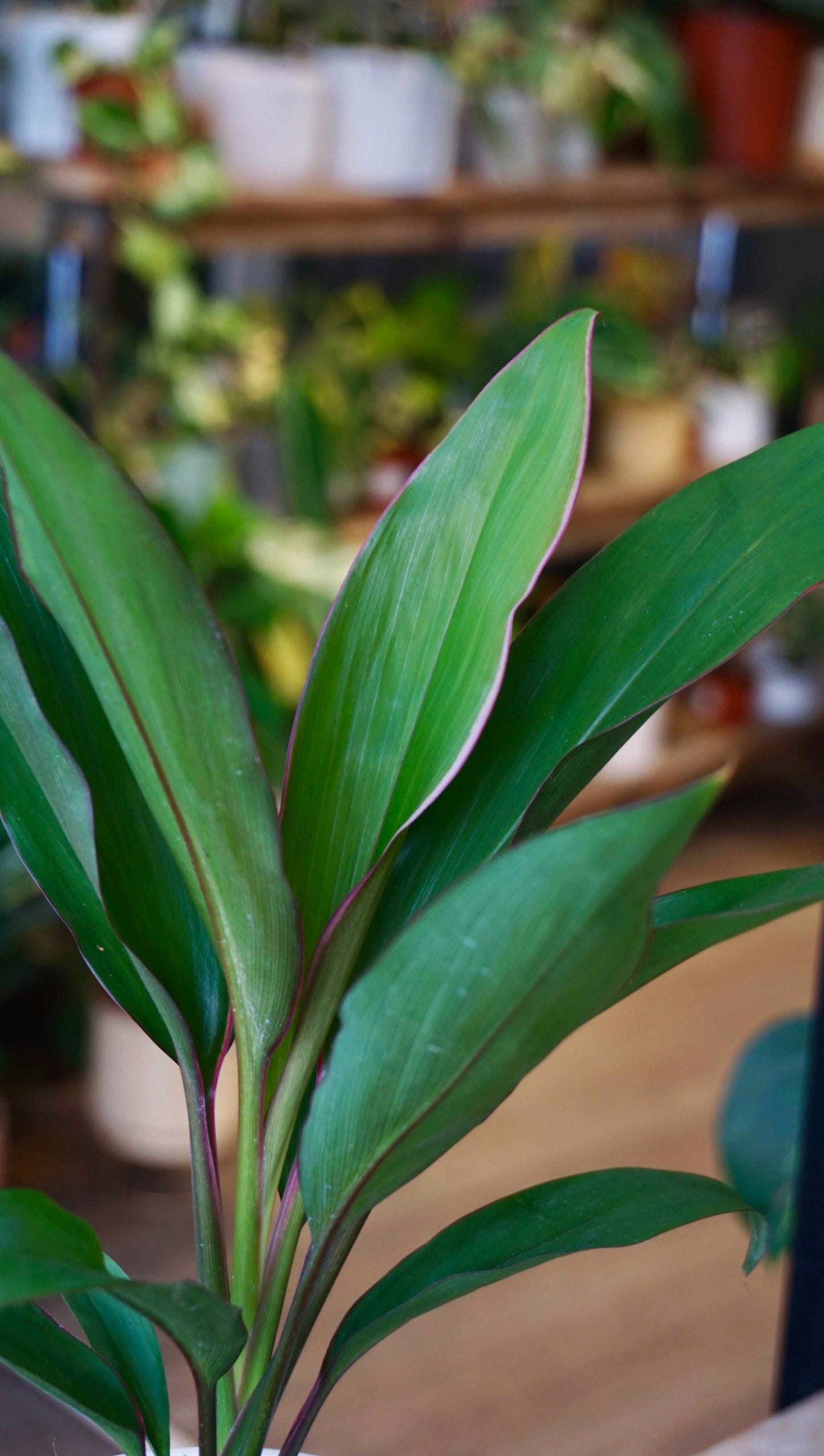 Cordyline Geraldo