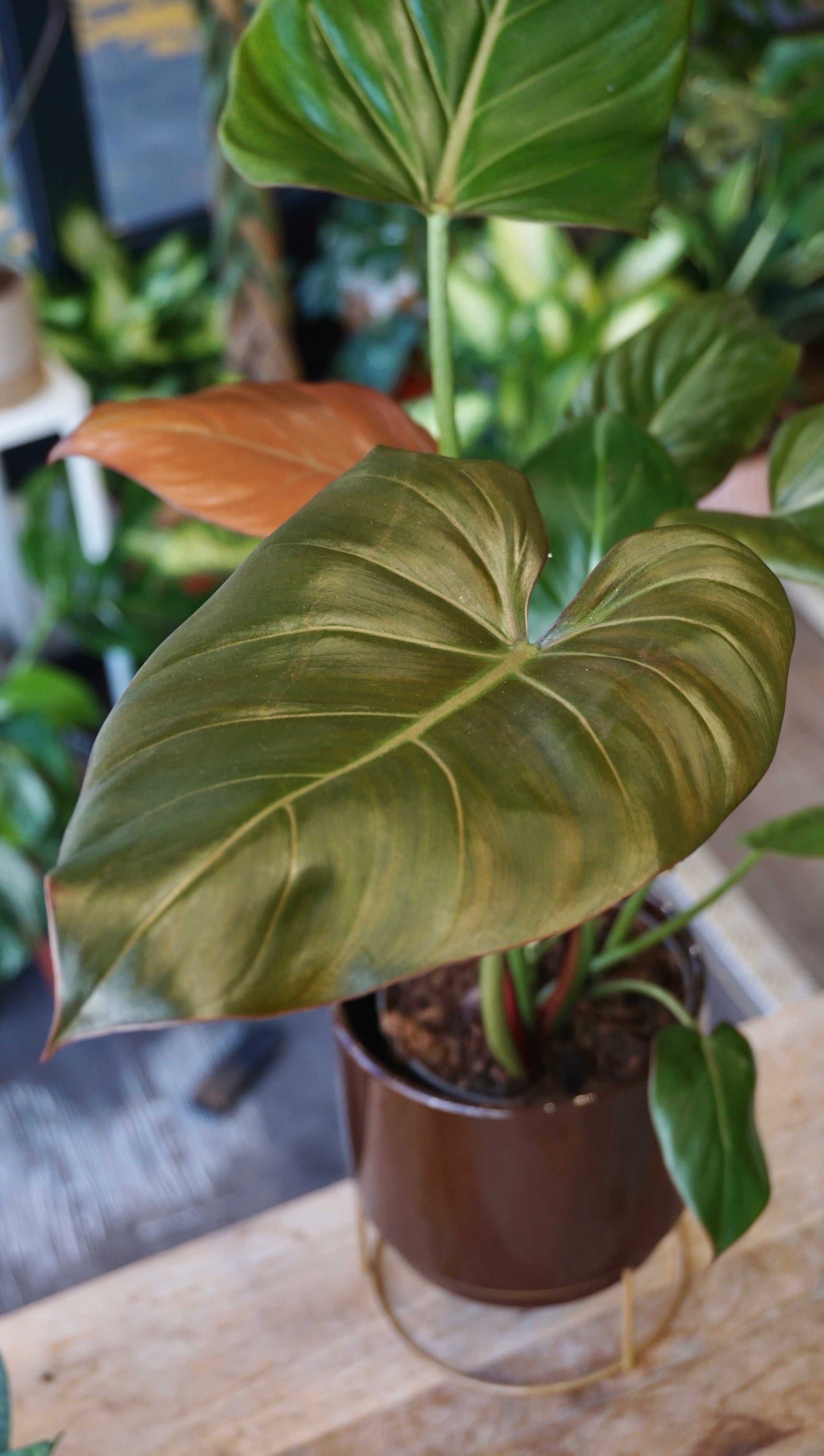 Philodendron Summer Glory studio plantes rares jungle jardinerie strasbourg rare plant shop online pflanzen