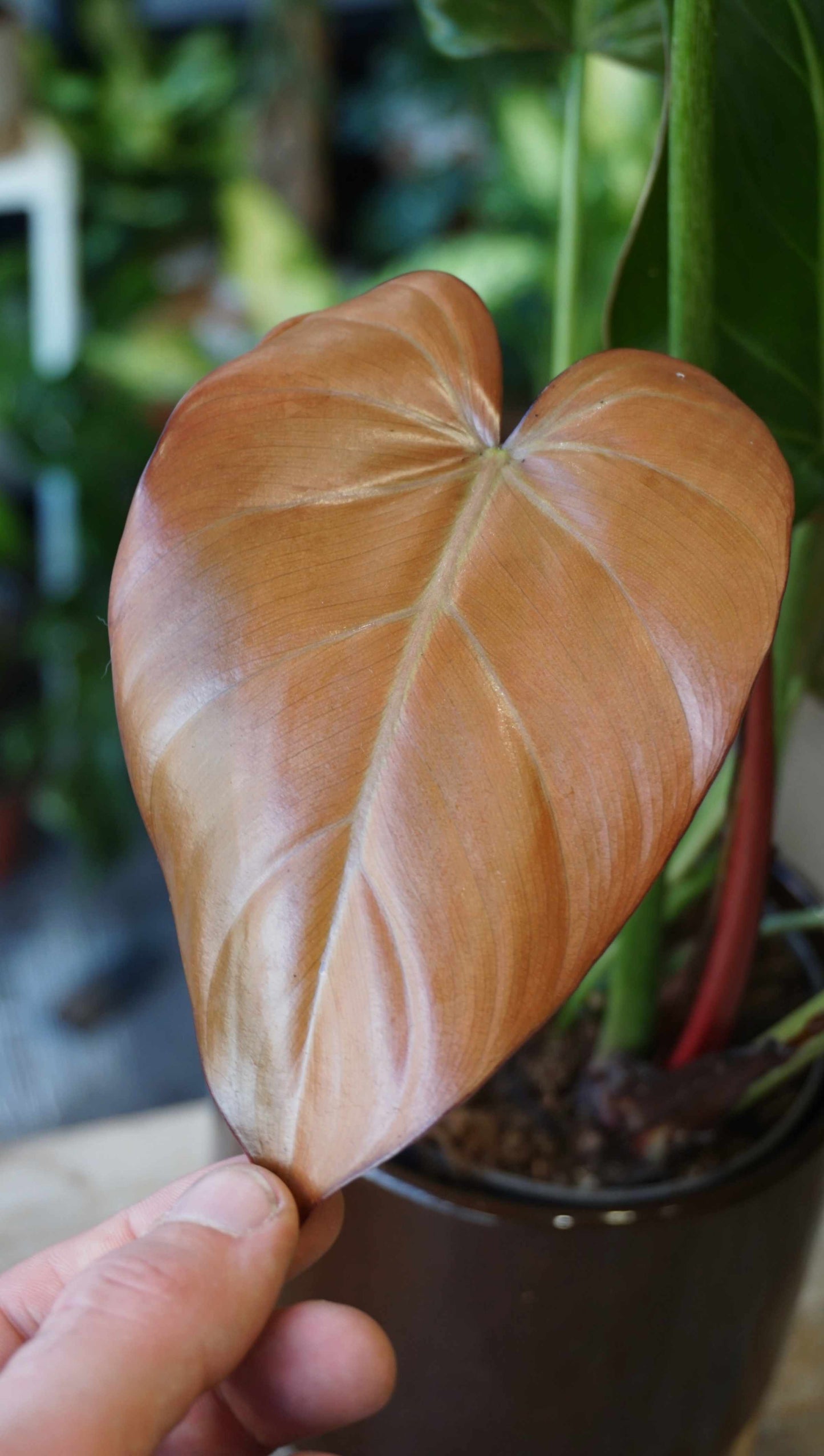 Philodendron Summer Glory studio plantes rares jungle jardinerie strasbourg rare plant shop online pflanzen